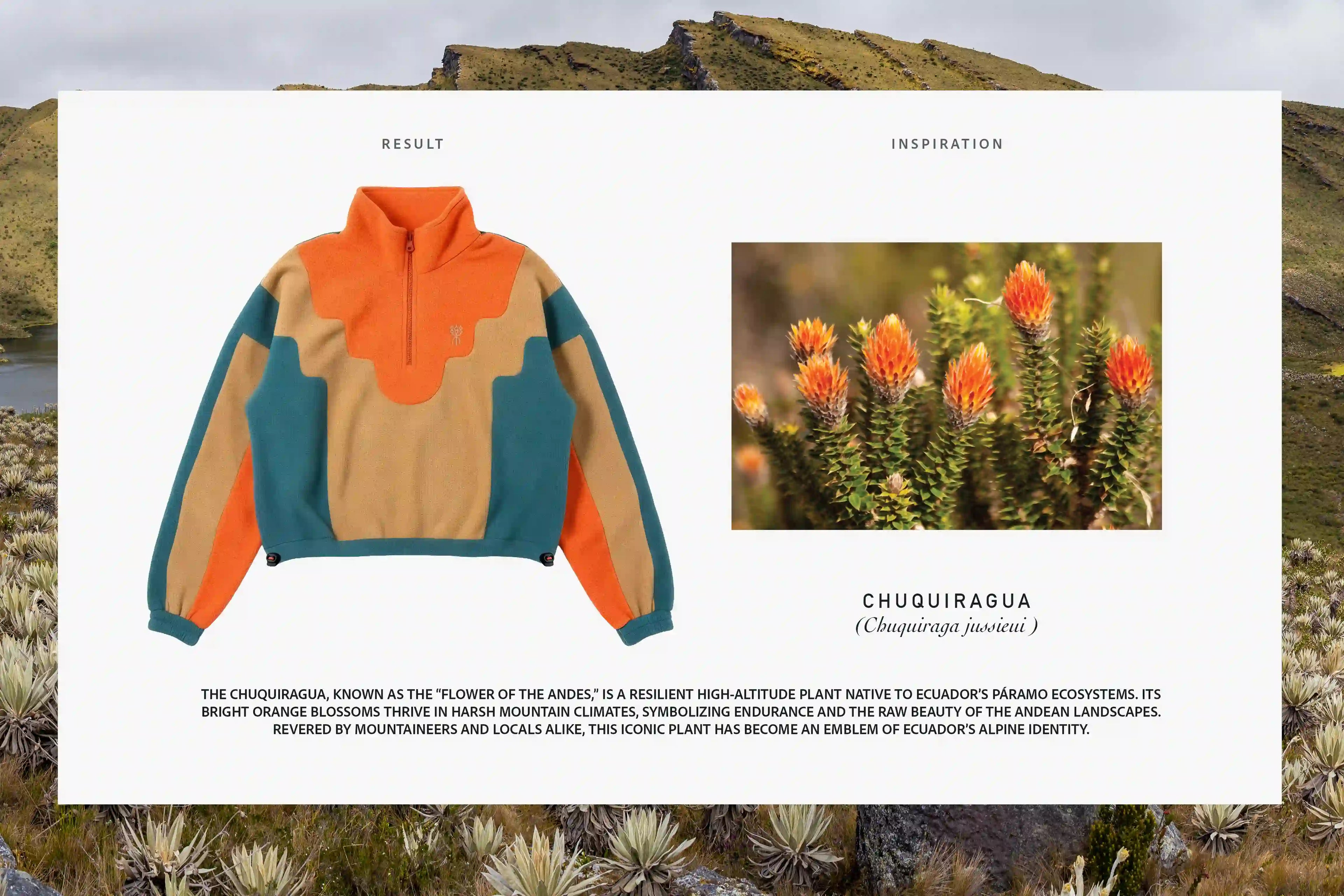 W POLAR WAVES CHUQUIRAGUA