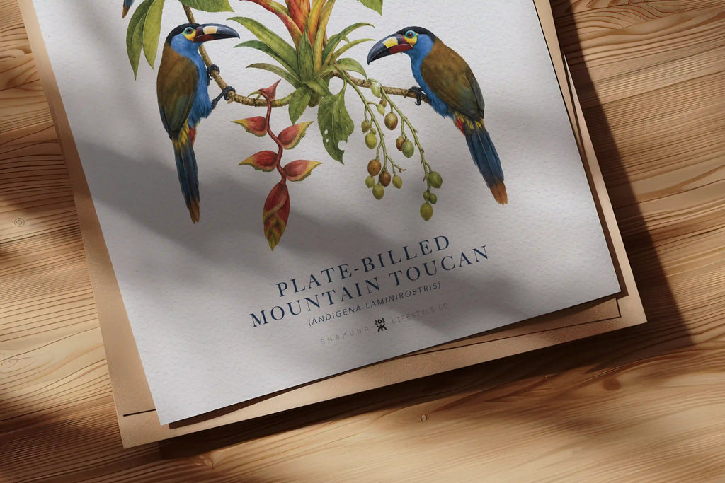EC POSTER PLATE-BILLED MOUNTAIN TOUCAN