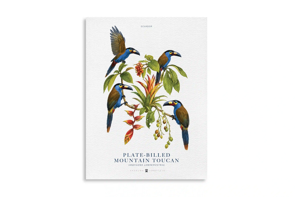 EC POSTER PLATE-BILLED MOUNTAIN TOUCAN