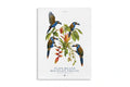 EC POSTER PLATE-BILLED MOUNTAIN TOUCAN