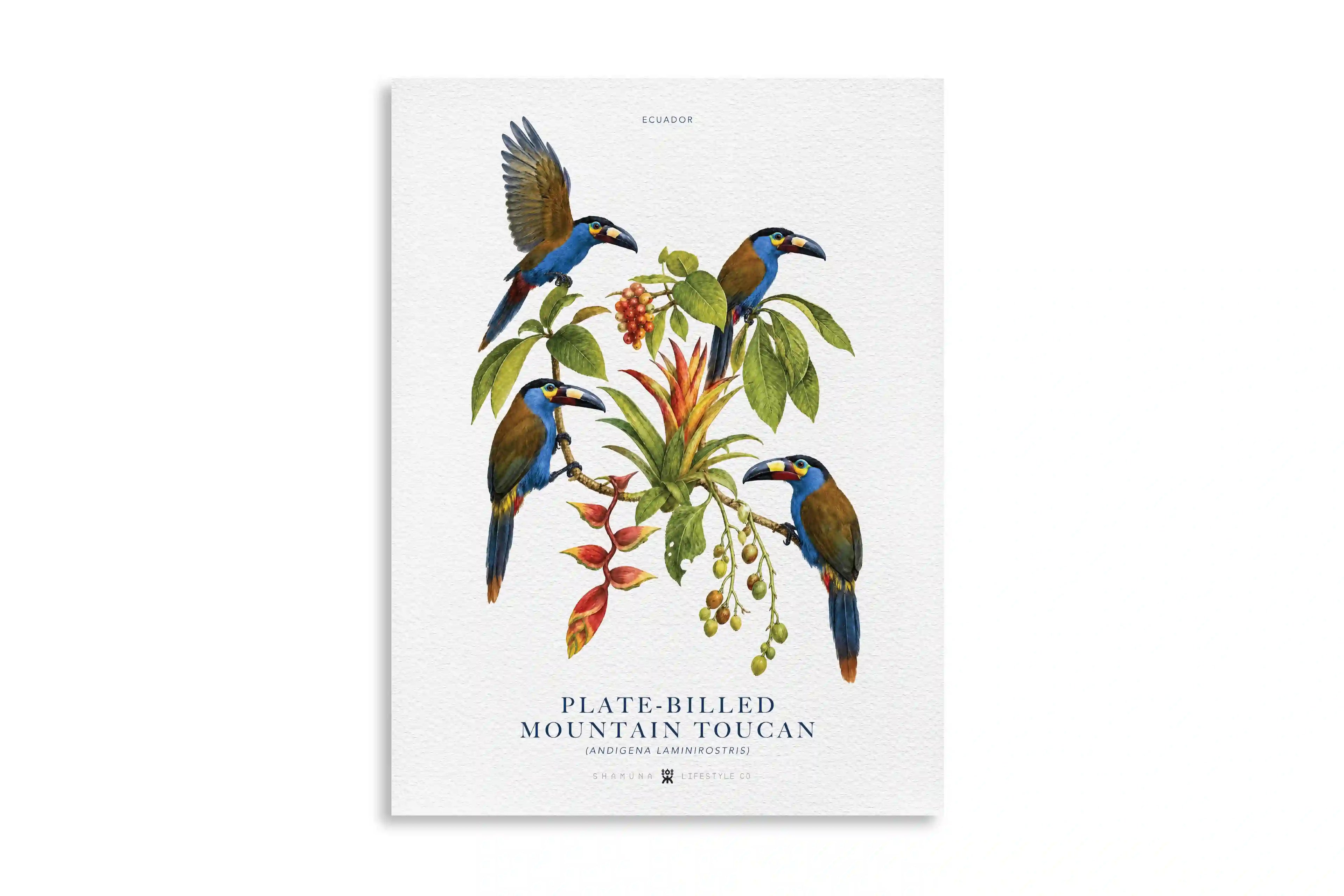 EC POSTER PLATE-BILLED MOUNTAIN TOUCAN