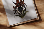 EC POSTER VAMPIRE ORCHID